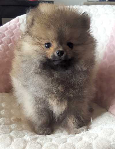 Puppy Page - Renoir - Pomeranians - New Zealand