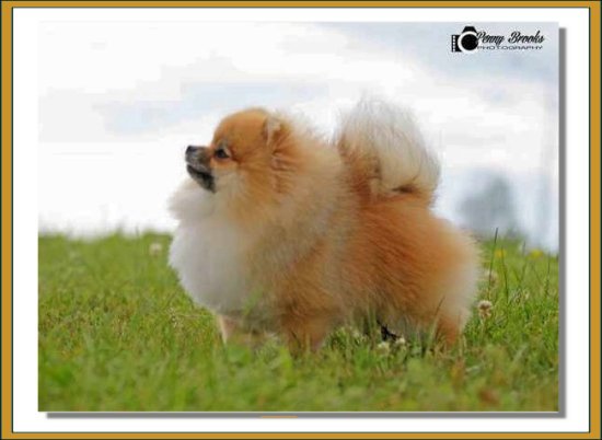 HORIZON'S SMART CAR Imp USA- Renoir - Pomeranians - New Zealand